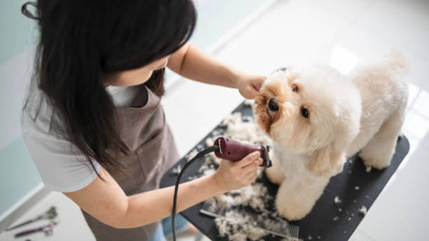 The Ultimate Guide to Pet Grooming in Dubai: What Every Owner Should Know pet hair cutting near me uae